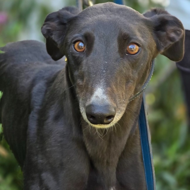 Photo of Rocking Gizmo