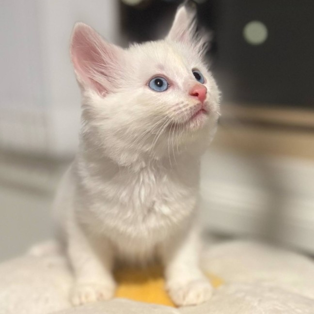 Photo of ❄️snowy ❄️