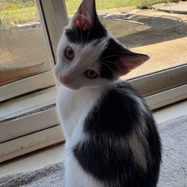 Photo of Leo   Reduced Adoption Fee