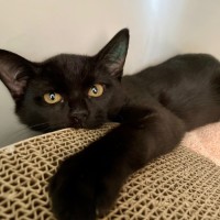 Photo of Earhart *Meet Me At Petstock Kingsford*