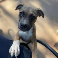 Photo of Thumper & Bambi 