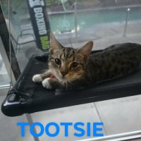 Photo of Tootsie