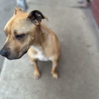 Photo of Honey