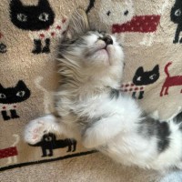 Photo of Mario ** 2nd Chance Cat Rescue**