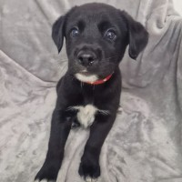 Photo of D1269 Rigby
