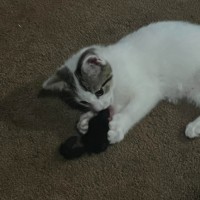 Photo of Sage