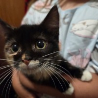 Photo of Spice *9 Lives Project Rescue*