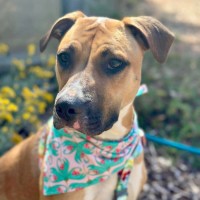Photo of Piper