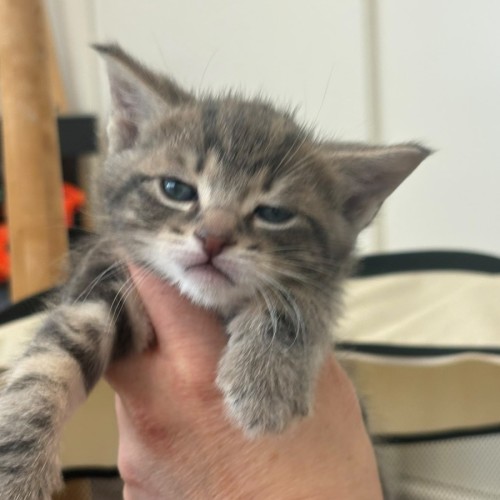 Vegemite - Domestic Short Hair (DSH) Cat