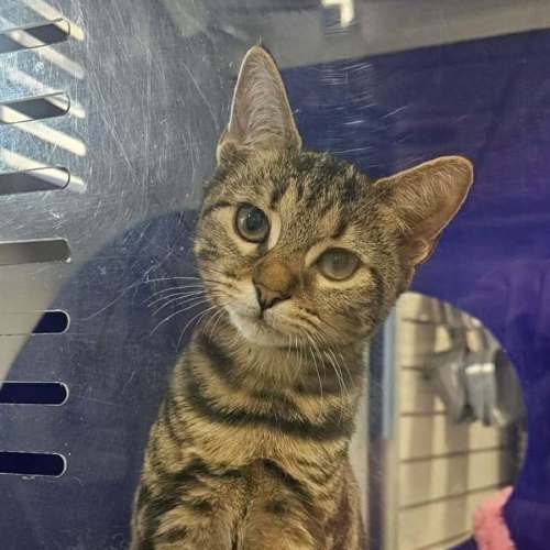 Kachow - Domestic Short Hair (DSH) Cat