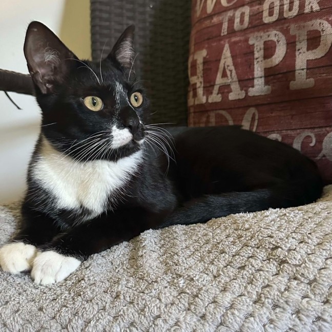 Photo of Rocky