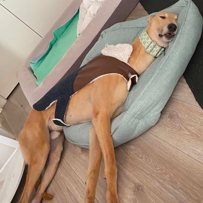 Photo of Roo