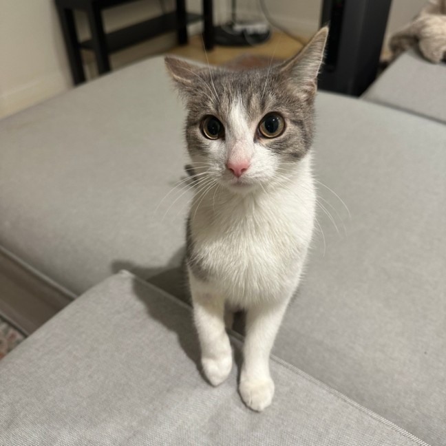Photo of Athena