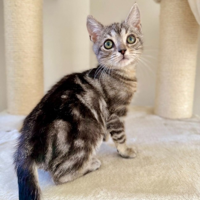 Photo of Neville