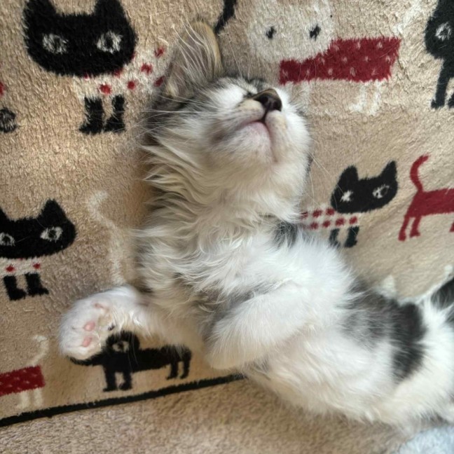 Photo of Mario ** 2nd Chance Cat Rescue**