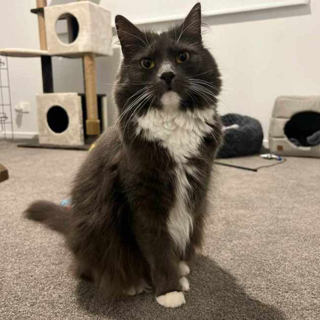 Photo of Rosie ** 2nd Chance Cat Rescue**