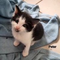 Photo of Peter