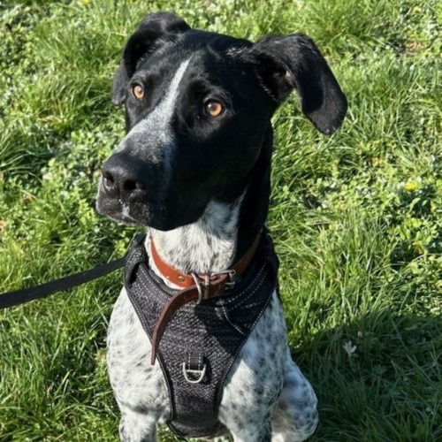 Henry - German Shorthaired Pointer Dog