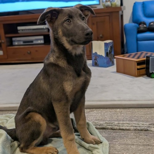 Bramble - German Shepherd Dog x Australian Kelpie Dog
