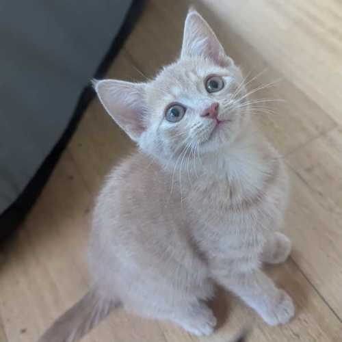 Pippy - Domestic Short Hair (DSH) Cat