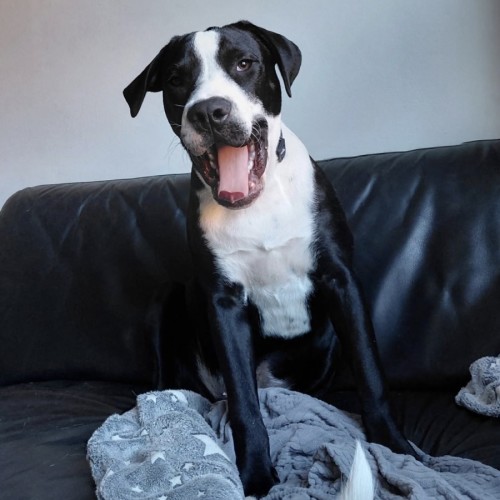 Rocky  - American Staffordshire Terrier Dog