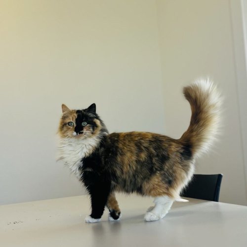 Gizmo - Domestic Long Hair (DLH) Cat