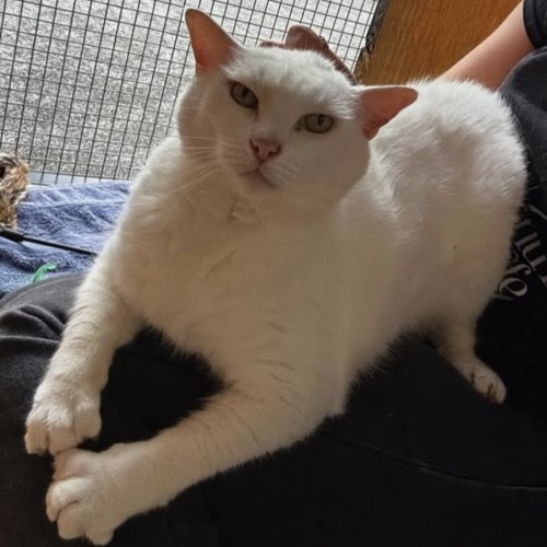 Max - Domestic Short Hair (DSH) Cat