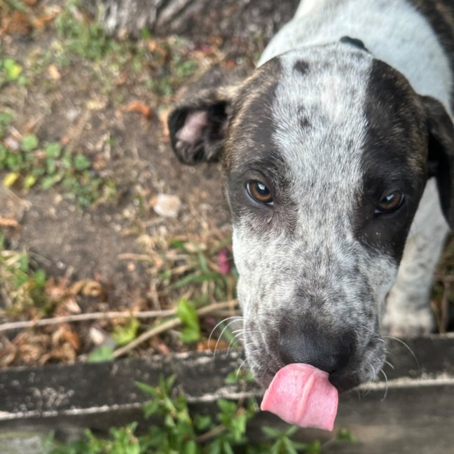 Photo of Greedy Smurf