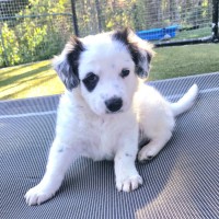 Photo of D1185 Pirate