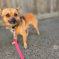 Photo of Benji