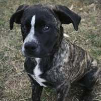 Photo of Diesel
