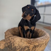 Photo of Calamity Coyote