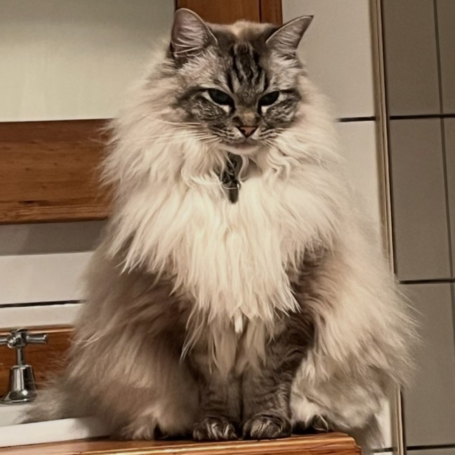 Photo of Hugh 💙.   Assisted Rehome