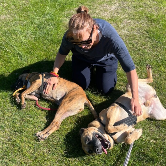 Photo of Tiger & Buster