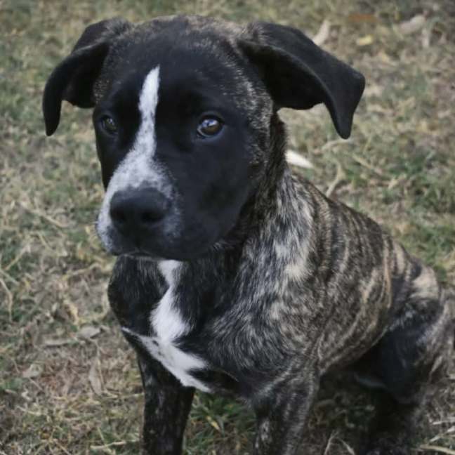 Photo of Diesel