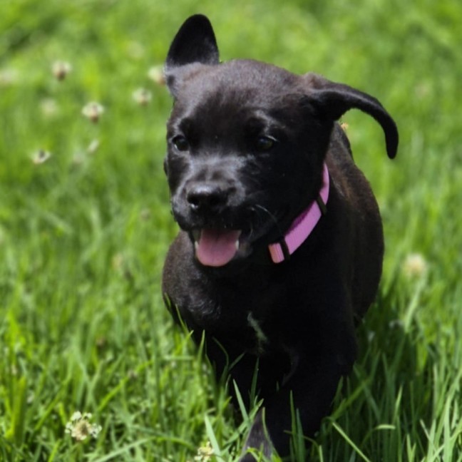 Photo of Sansa