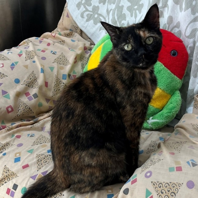 Photo of Sifah (8080)