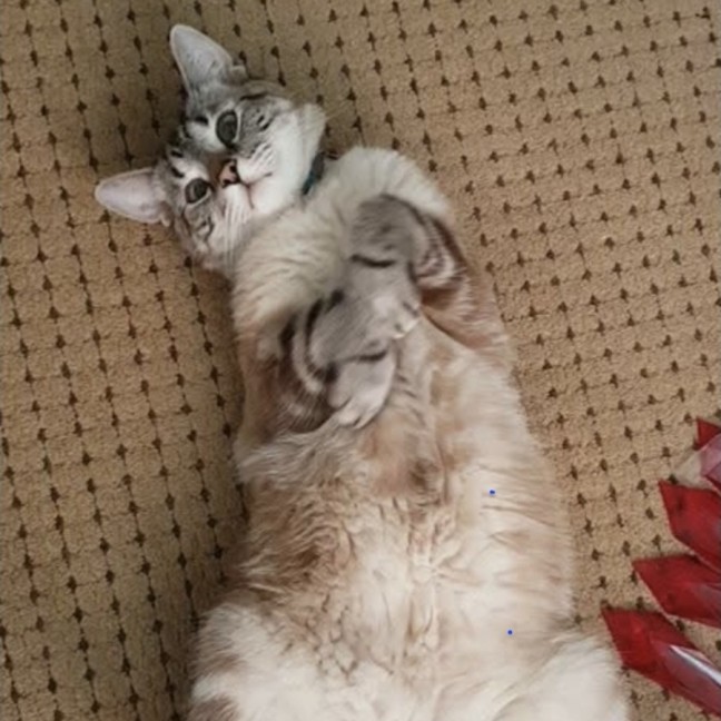 Photo of Max
