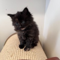 Photo of C1473 Gemma