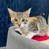Photo of Butterscotch