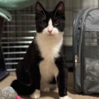 Photo of Blanc **2nd Chance Cat Rescue**