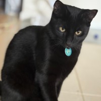 Photo of Noctis