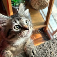 Photo of 😺 Kip 😺