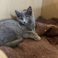 Photo of Opal & Sapphire