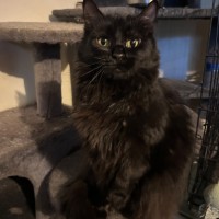 Photo of Shadow