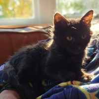 Photo of Meowcolm 