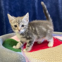 Photo of Dasher