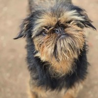 Photo of Attila