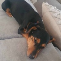 Photo of Sleigh Bells