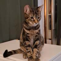 Photo of Catbus